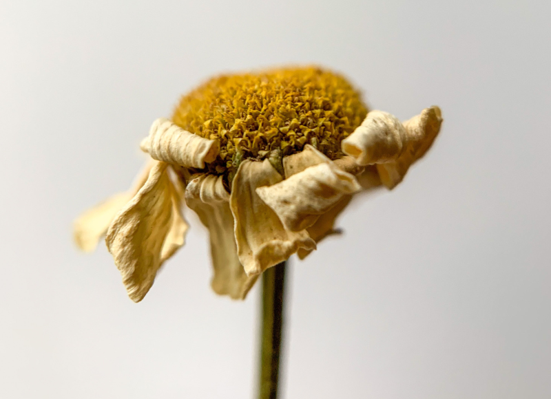 Wilted flower to represent nutritional needs when suffering from morning sickness